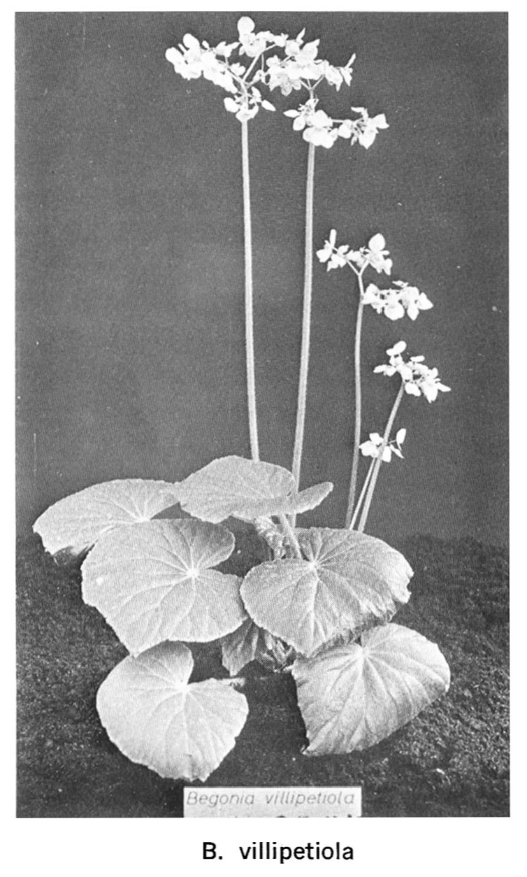 B. villipetiola